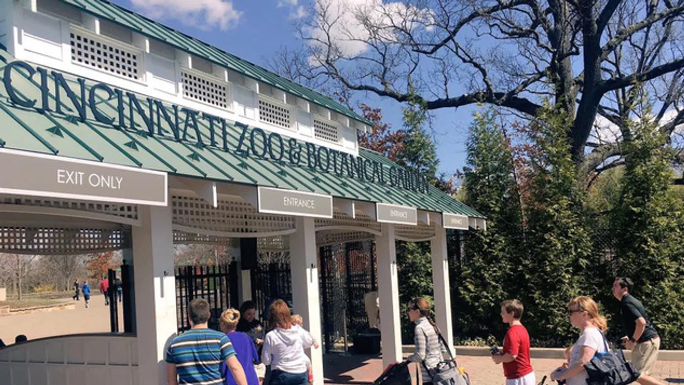 Öt gepárdbébi életéért küzdenek egy amerikai állatkertben