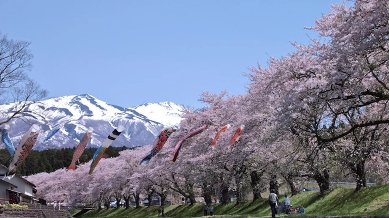 Rózsaszínben pompázik Japán nagy része