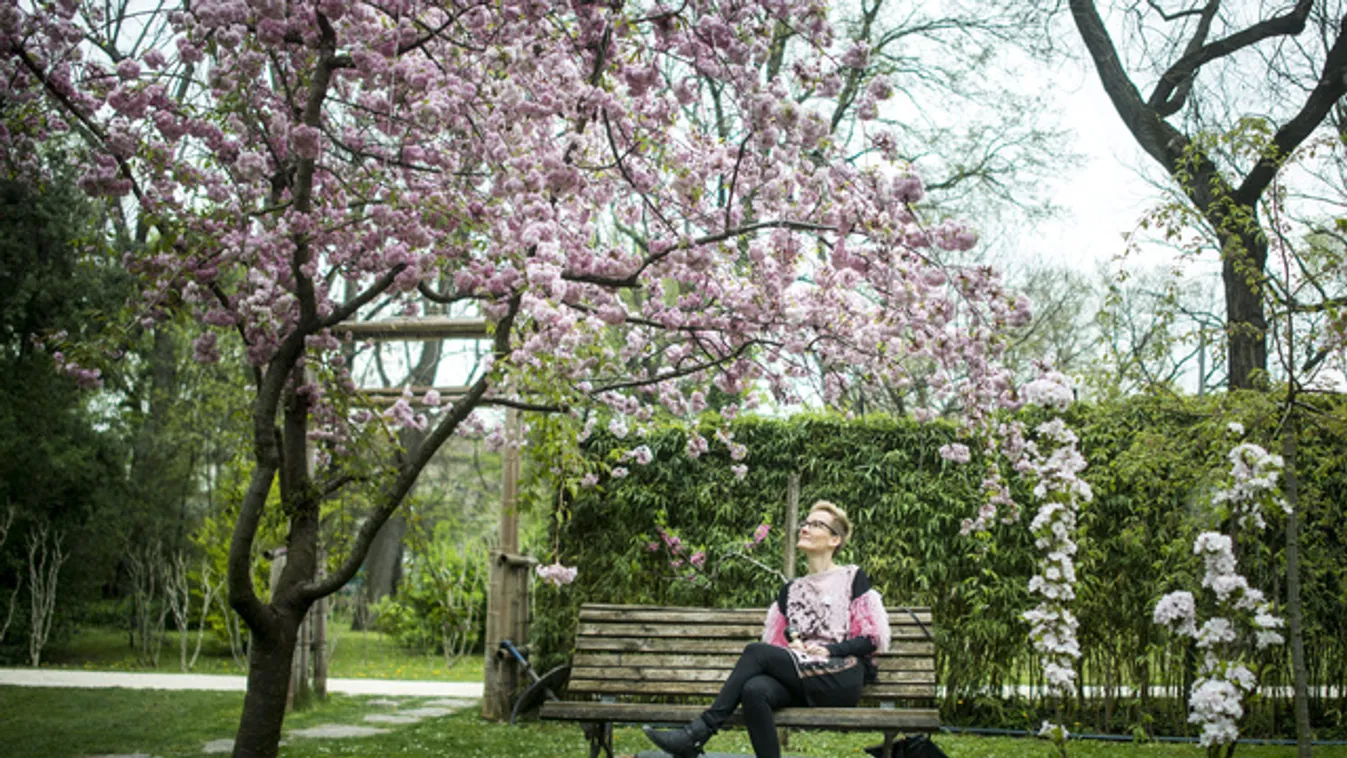 Ilyen gyönyörű Budapesten a cseresznyevirágzás