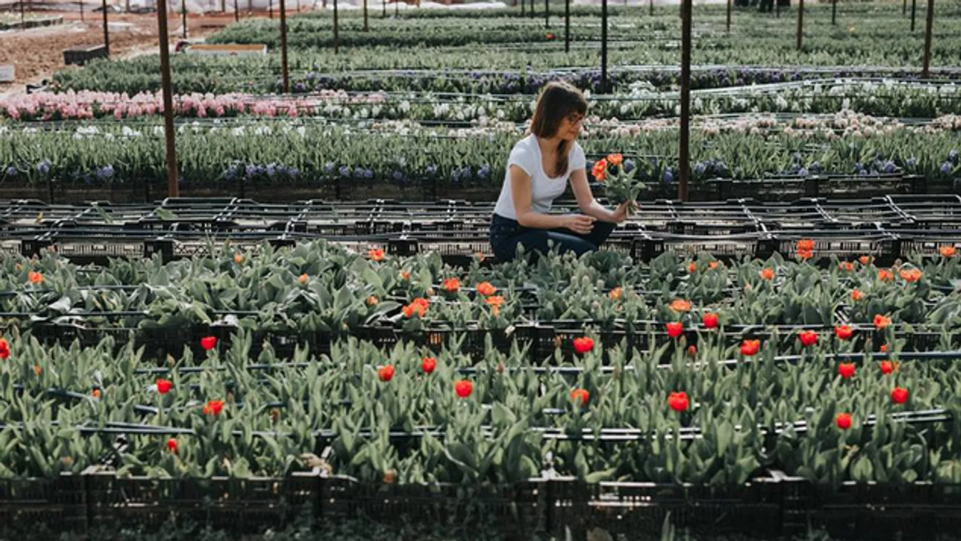 Tulipánpiac nyílt a belvárosban