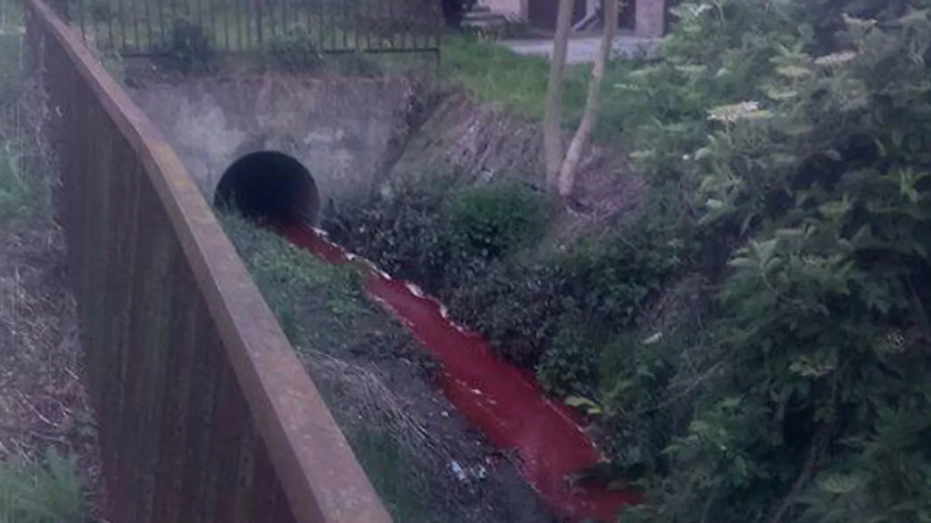 Horror: szó szerint patakban folyik a vér Pápán fotók