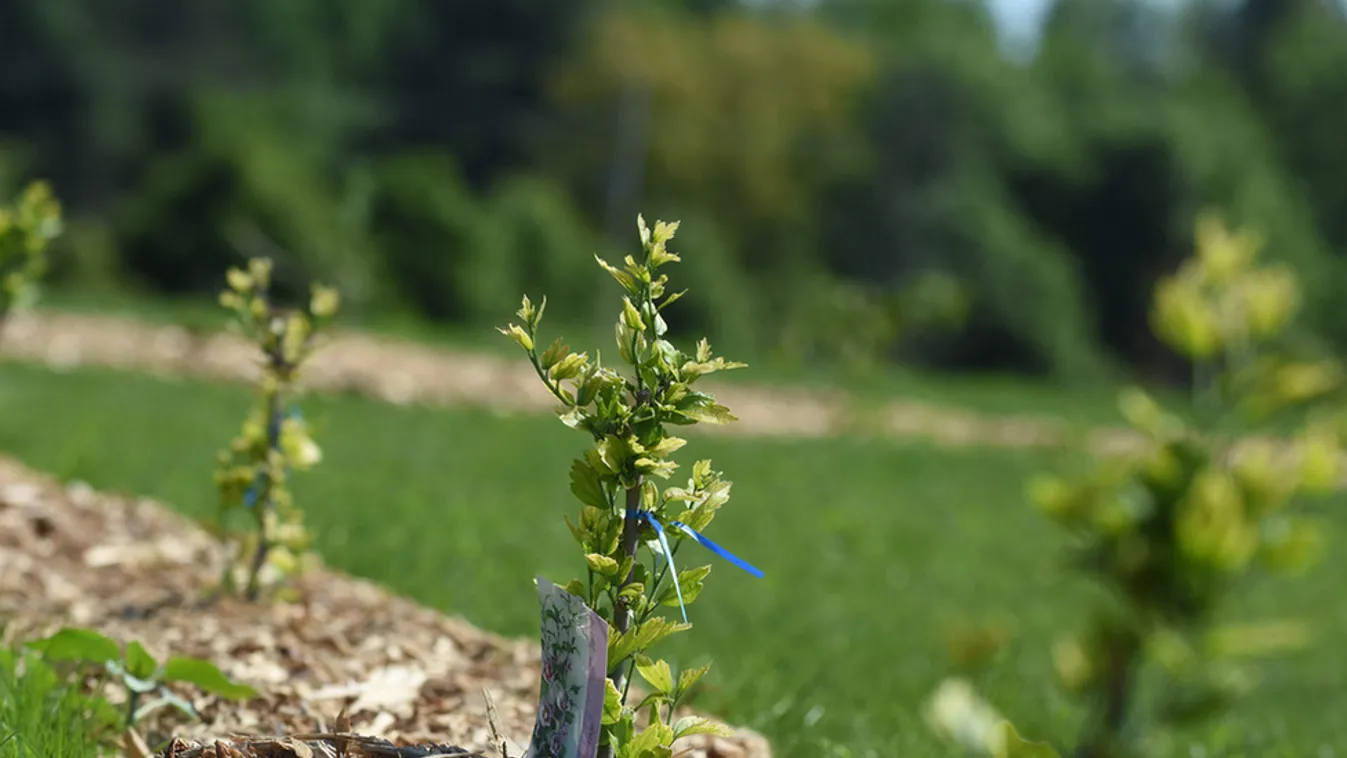 Százmillió forintból újult meg a Tiszaigari Arborétum