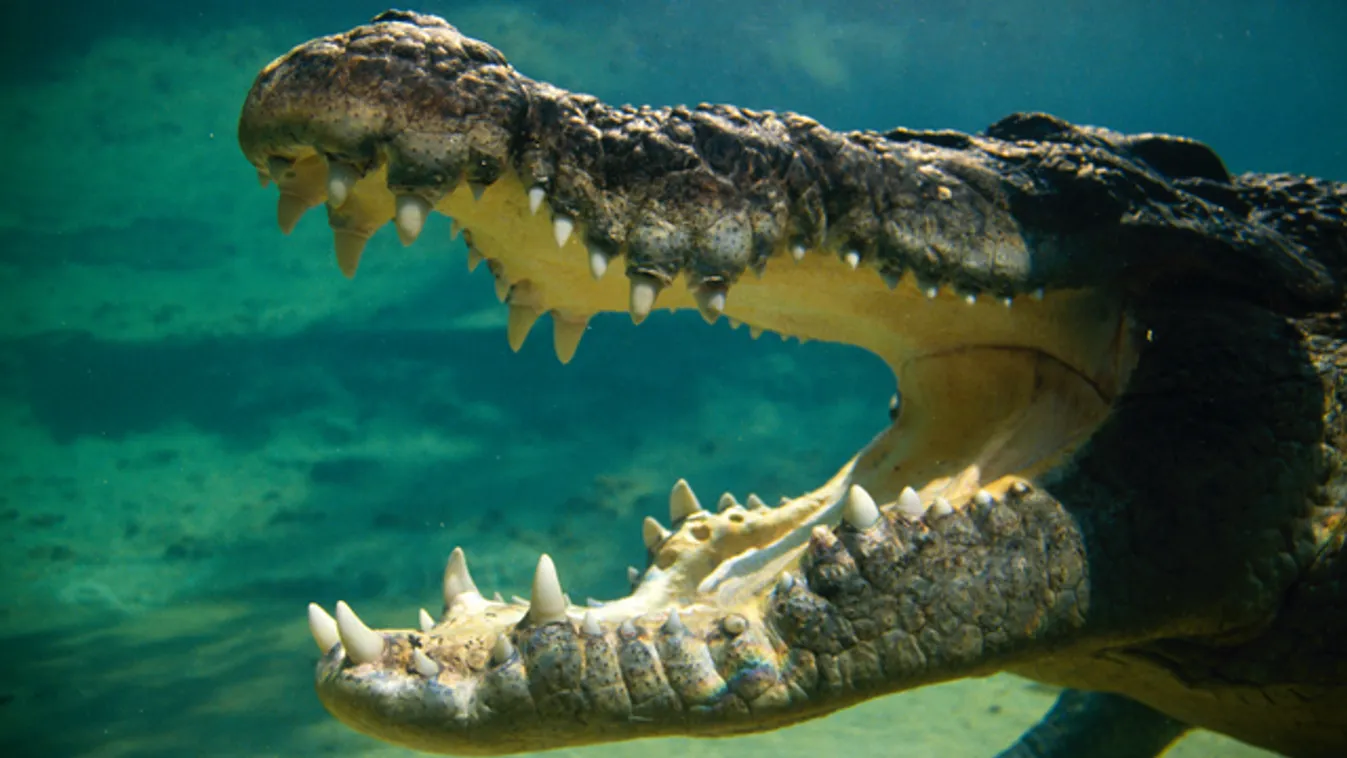 Kétéves gyereket ragadott el a krokodil