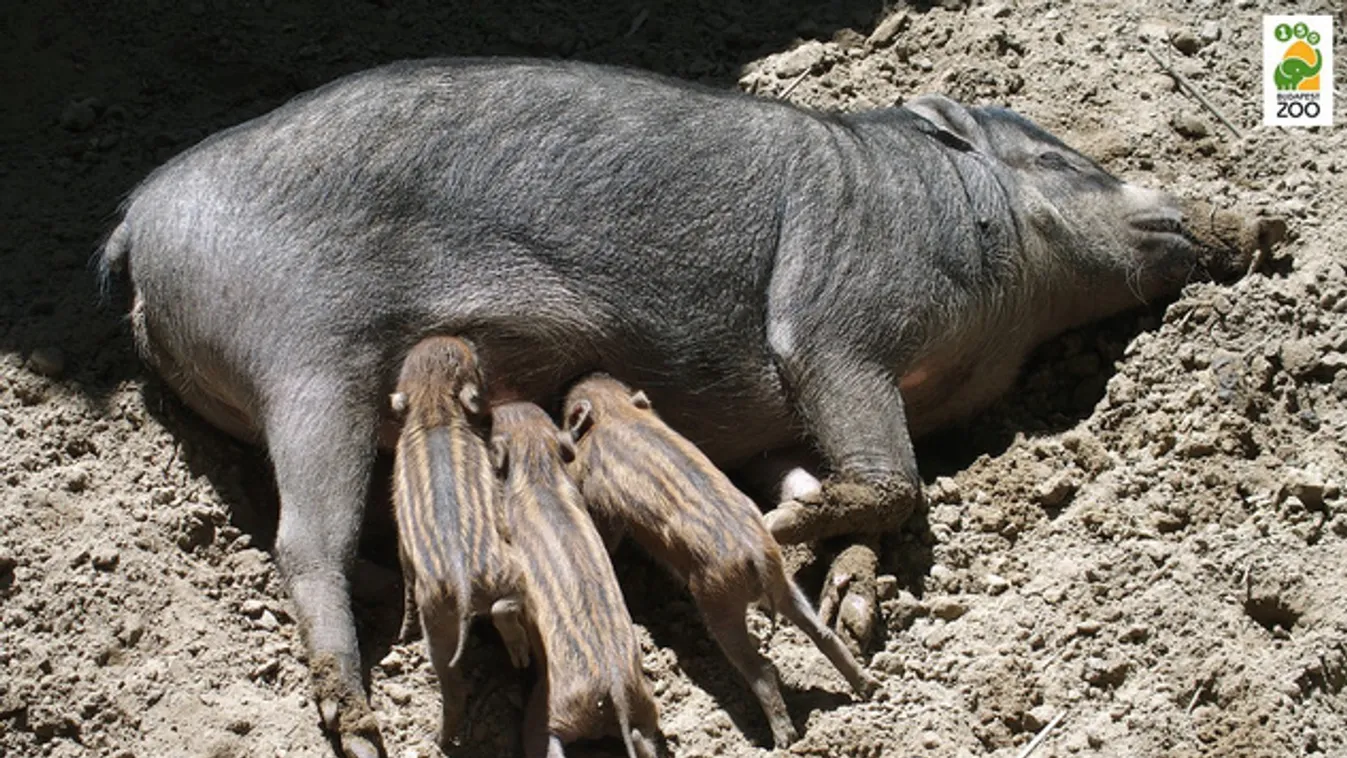 Trópusi kismalacok születtek a városligeti állatkertben