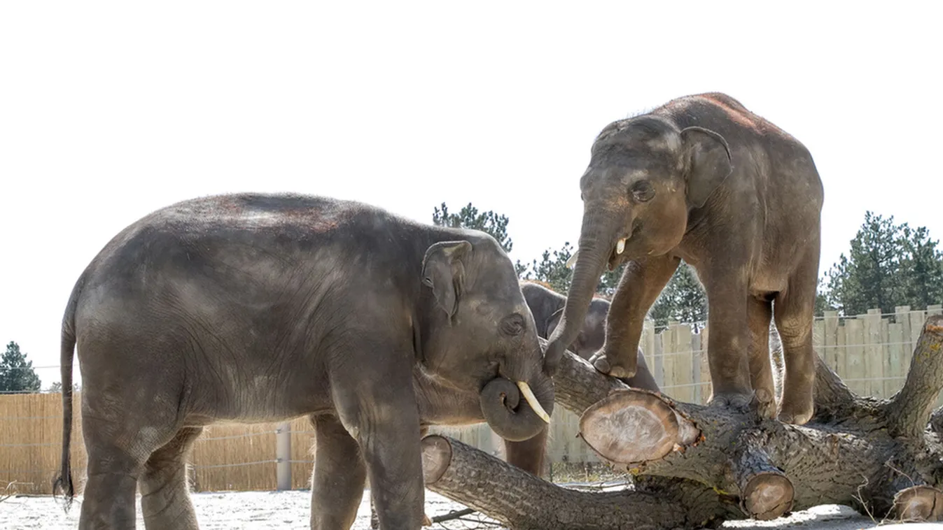 Világkörül a Veszprém Zoo-ban