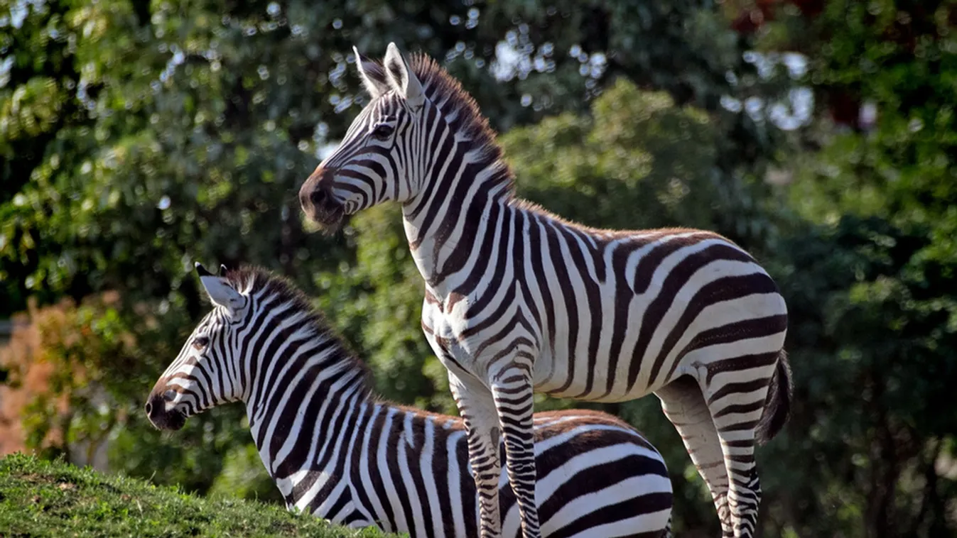 Világkörül a Veszprém Zoo-ban