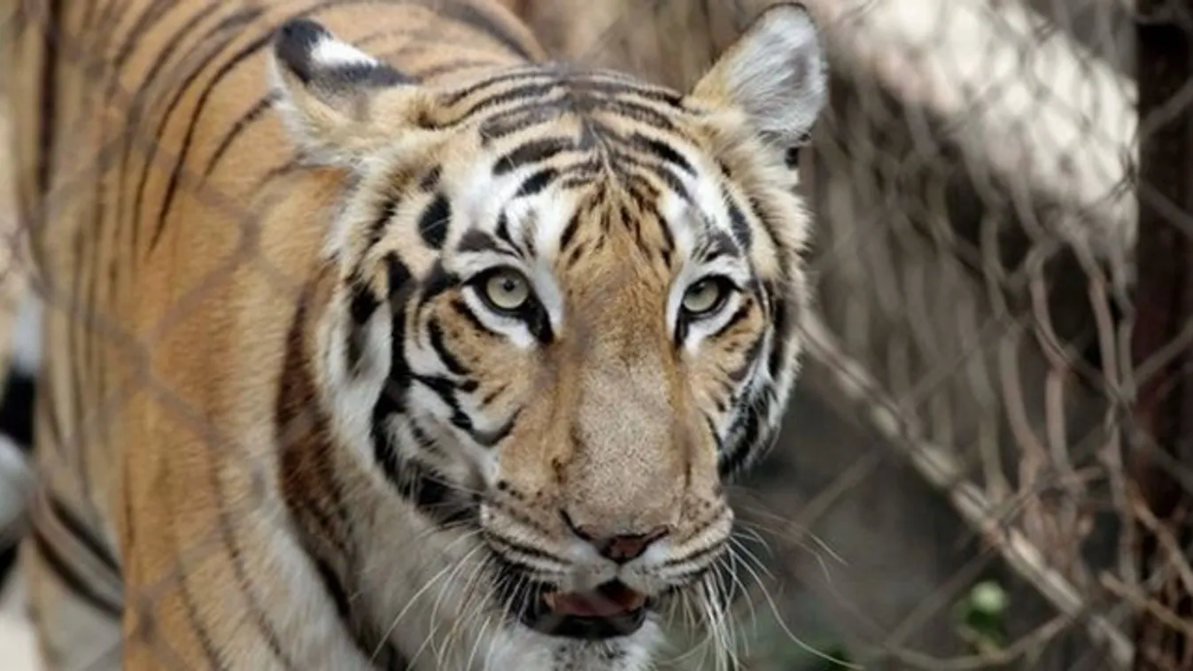 Megölte gondozóját egy tigris