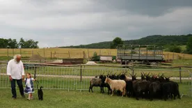 Pumik, mudik, pulik, komondorok és kuvaszok találkozója Bugacon