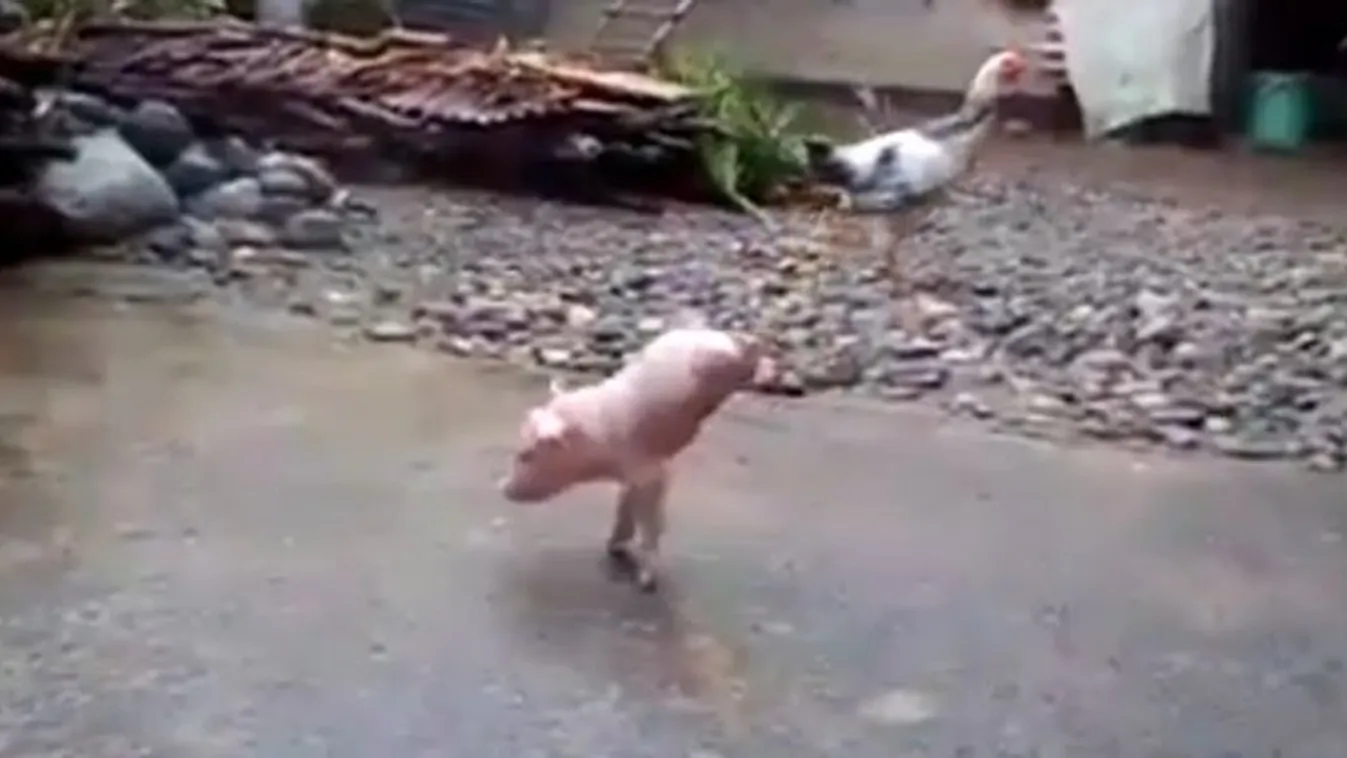 Hihetetlen! Kézállásban járkál a kismalac – videó