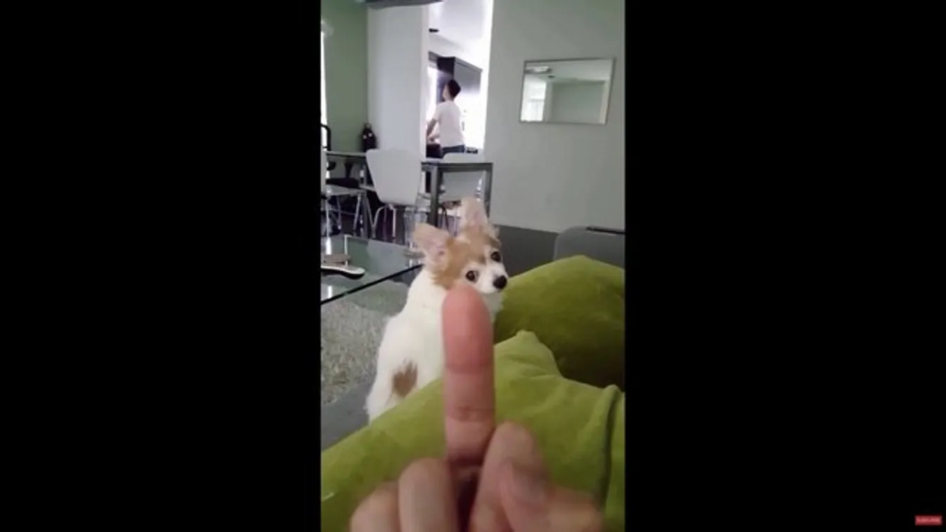 Hihetetlen, mit csinál ez a kutya, ha bemutatnak neki - videó
