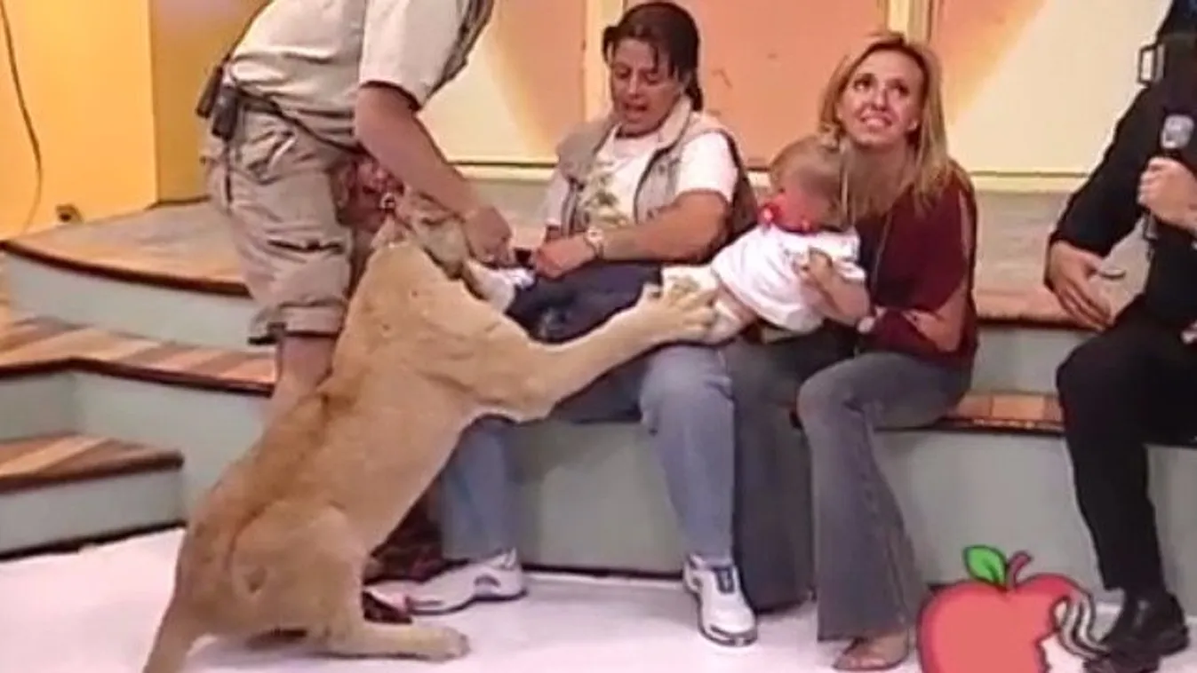 Élő tévéműsorban támadta meg az oroszlán a csecsemőt