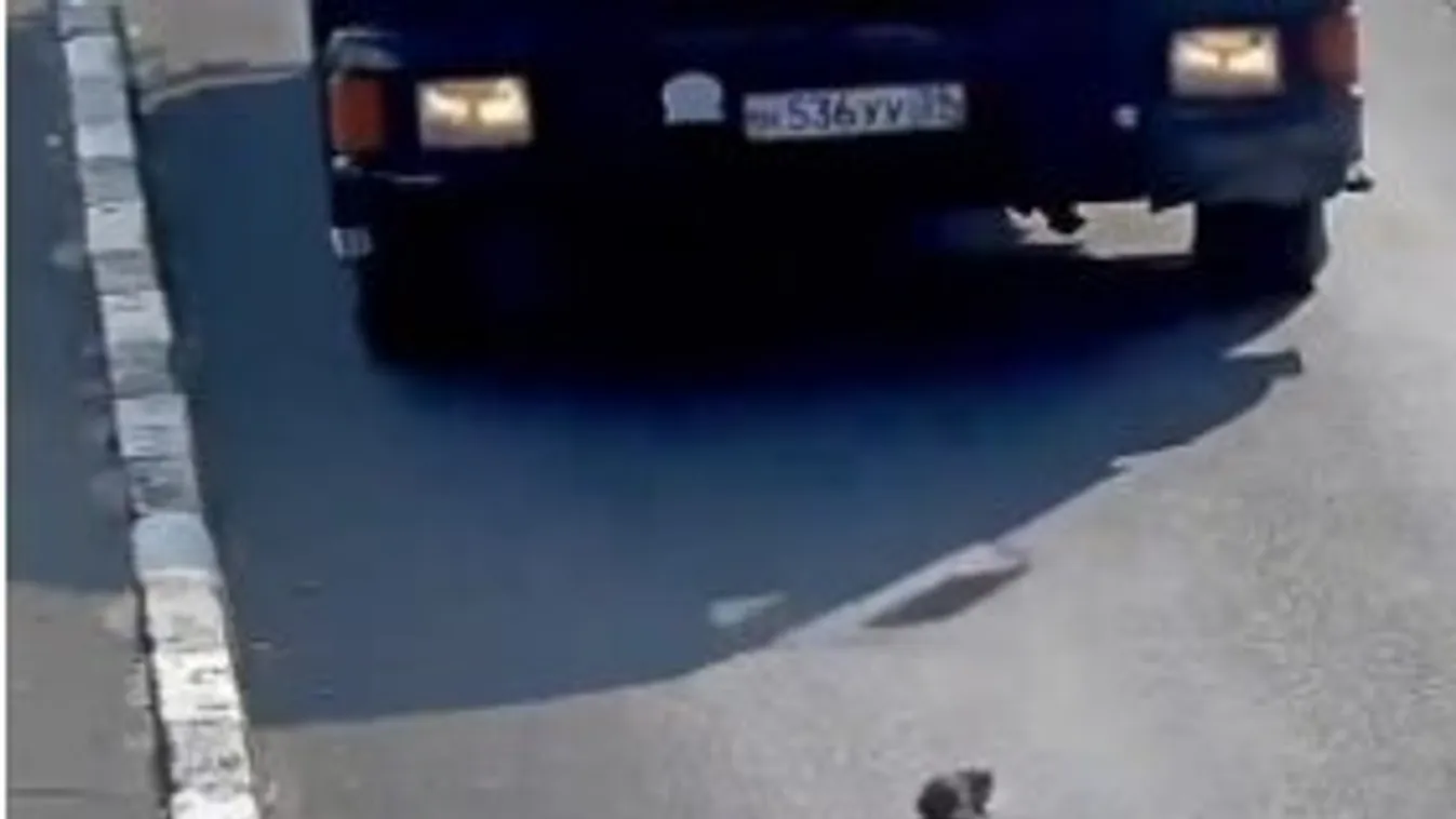 Ennek a macskának orosz védőangyala van