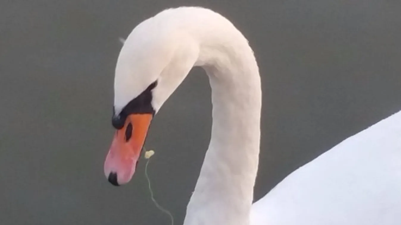 Horog akadt a hattyú szájába, megpróbálják befogni