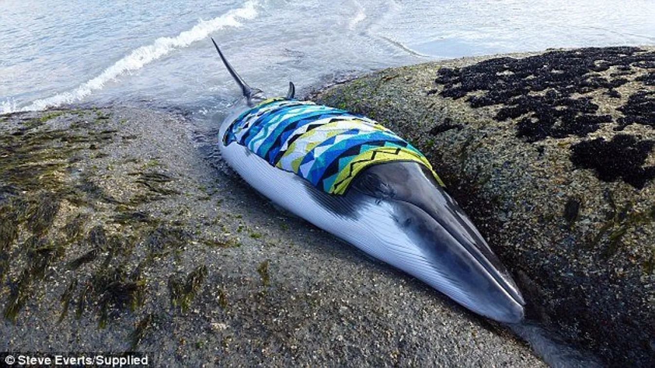 Így mentették meg a bálnát a strandolók