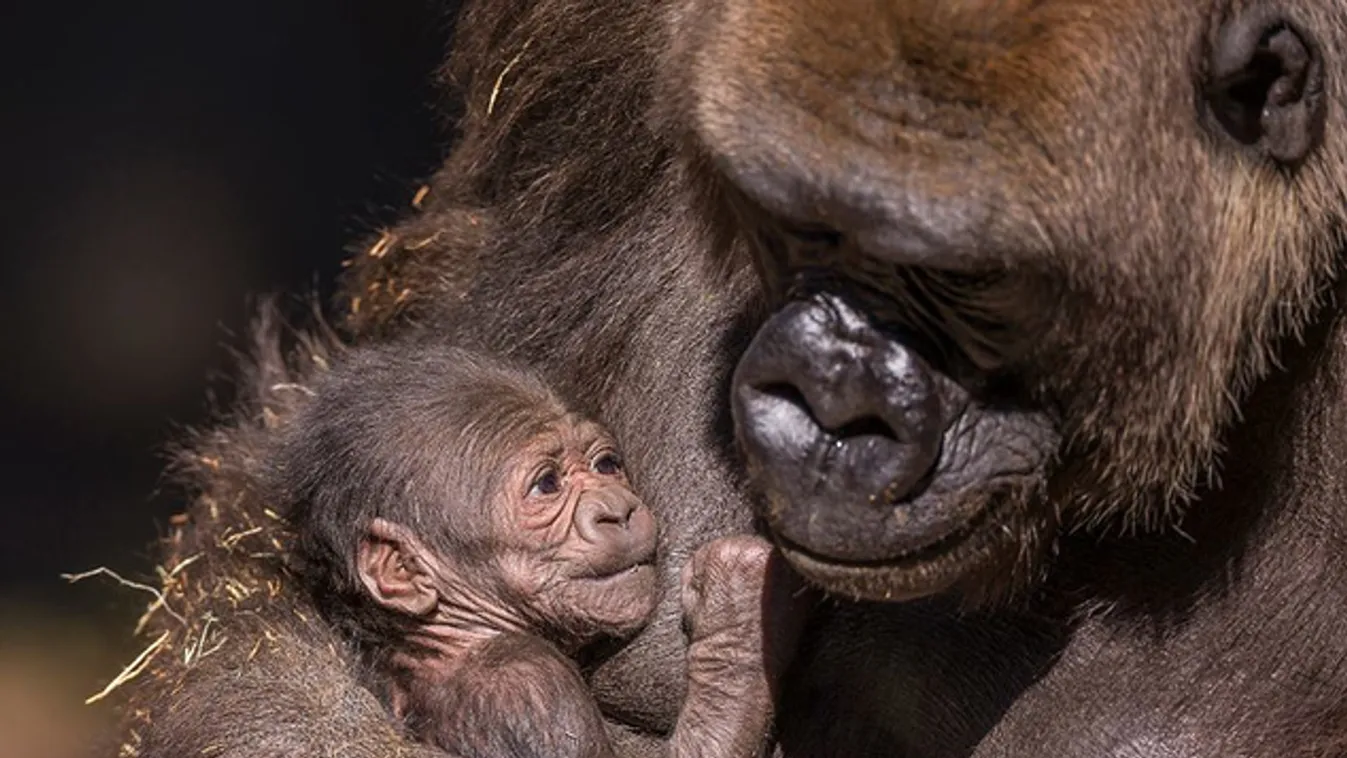Ez a kócos bébigorilla az internet igazi heticukija