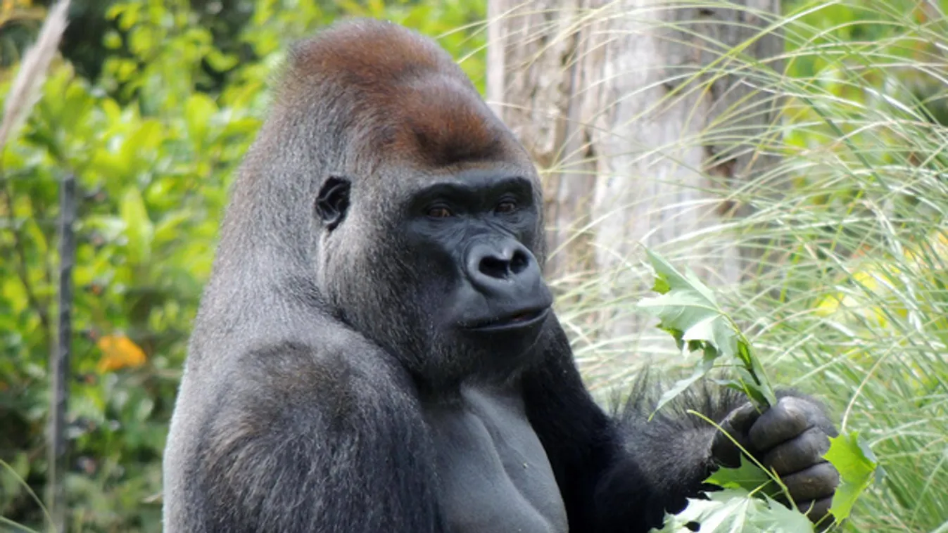 Kifutójából elszökött gorilláért harcolnak az állatvédők
