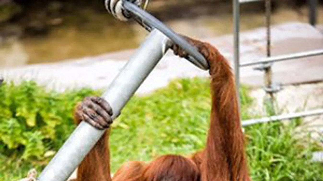 60 éves a világ legidősebb szumátrai orangutánja