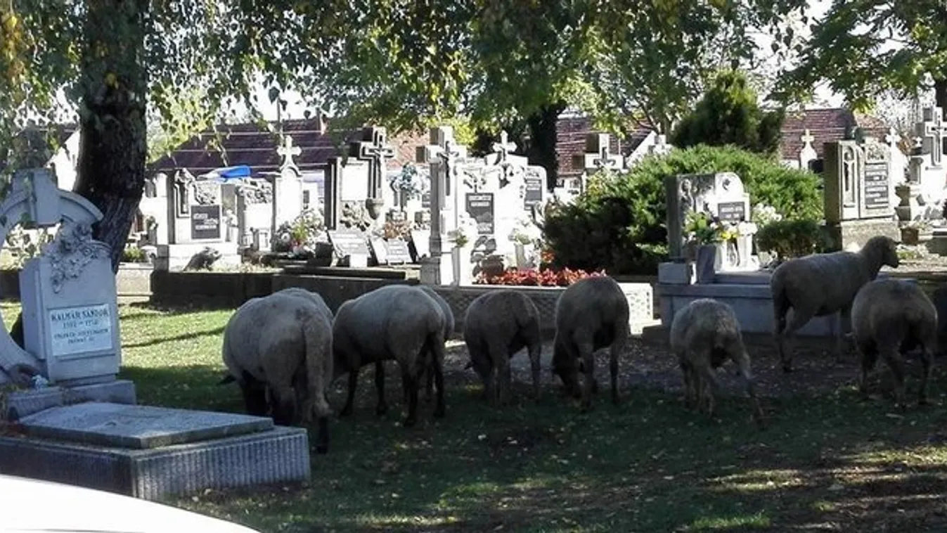 Sírokról legelnek a birkák