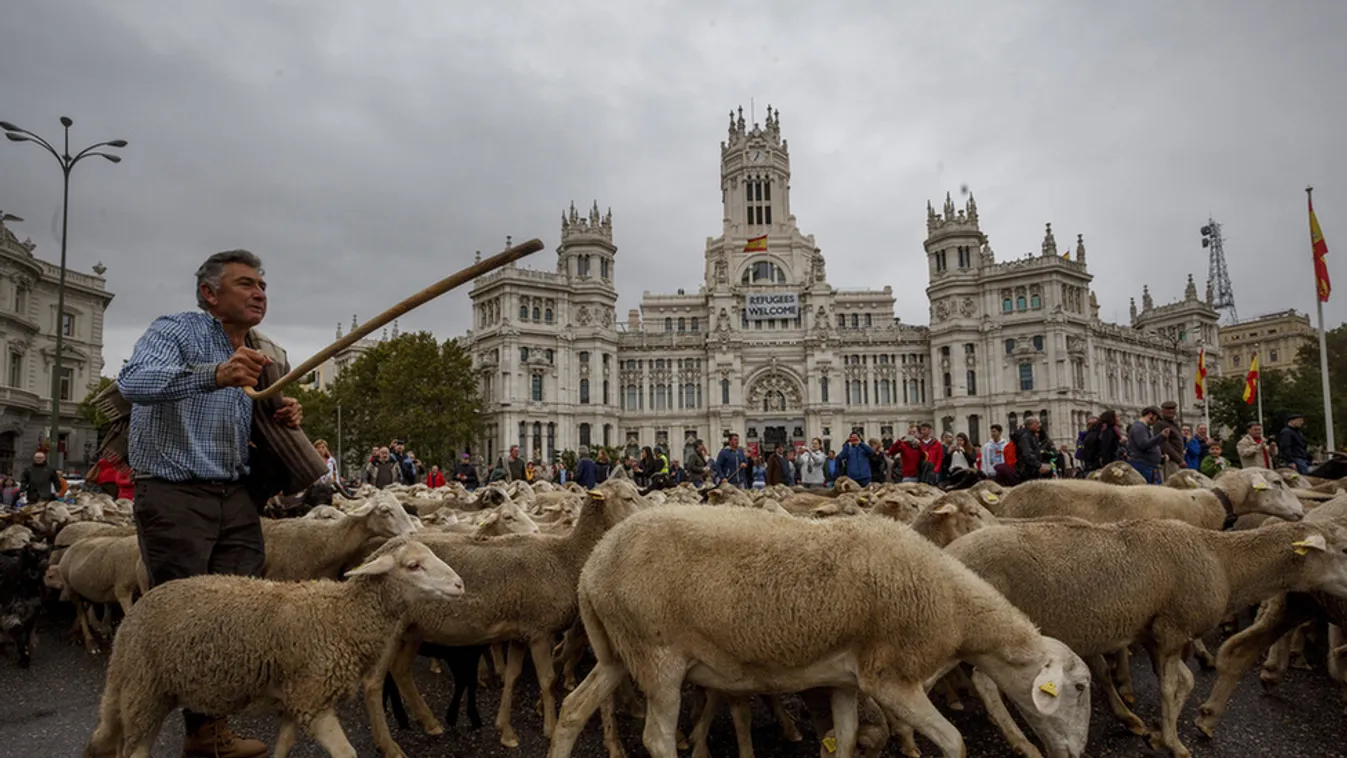 Kétezer birka lepte el Madrid utcáit