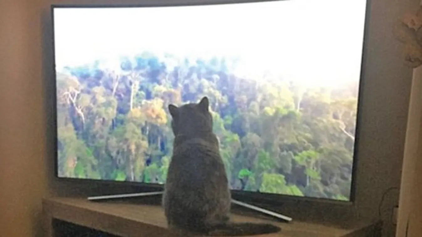 Megbabonázta az állatokat Attenborough új sorozata!