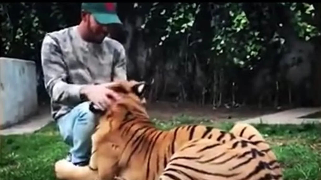 Tigris támadta meg Lewis Hamiltont