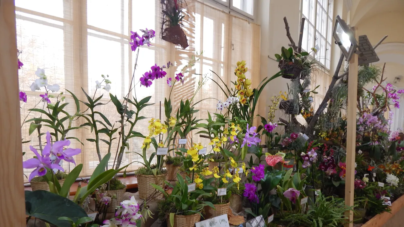 Orchidea kiállítás és Márton-napi fesztivál a hétvégén