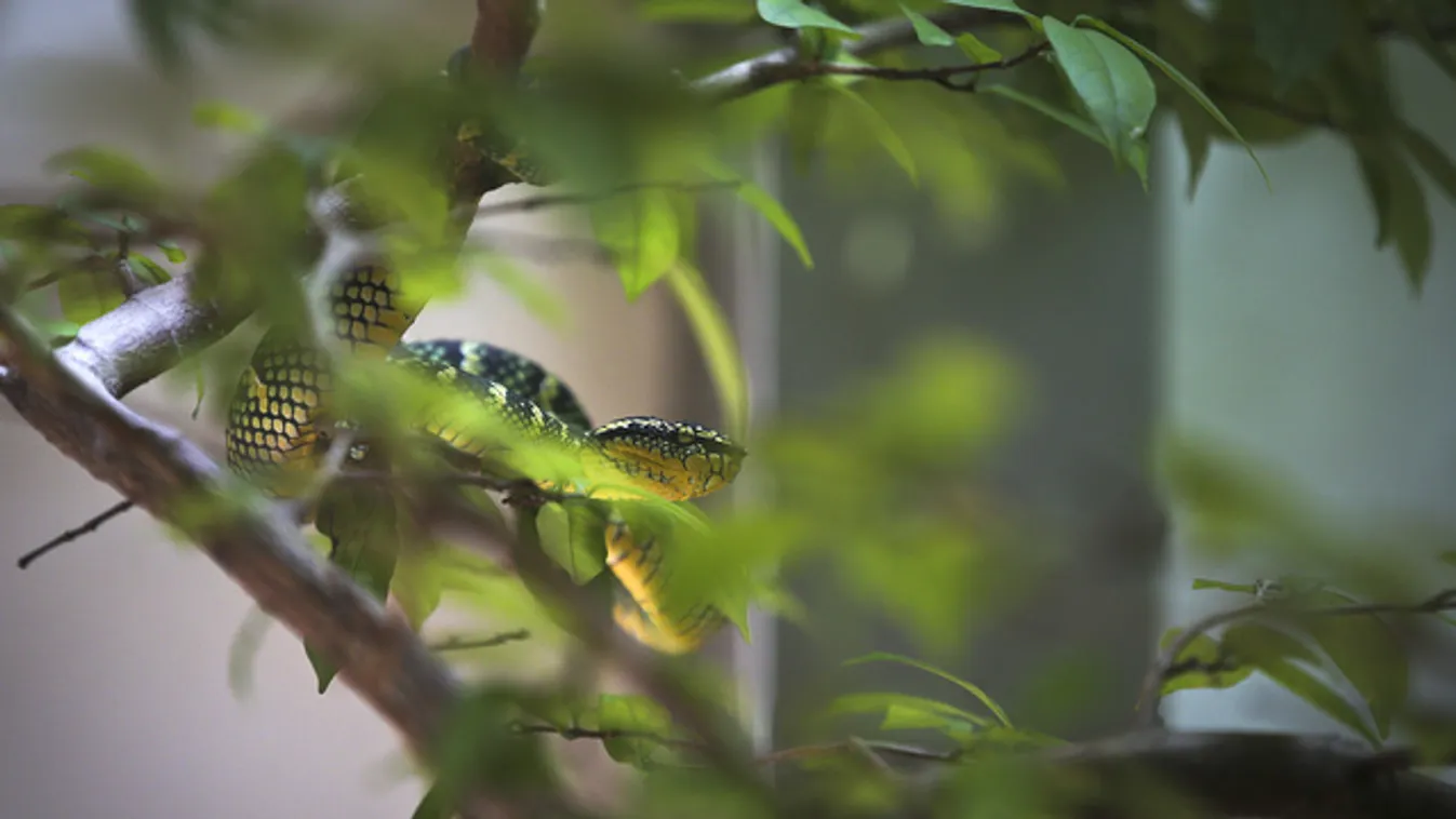 Öt furcsa turistalátványosság a nagyvilágból vipera-szentélytől a szülőcsatorna-barlangig