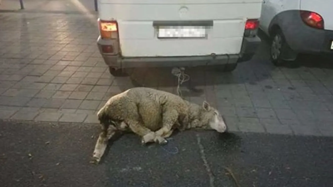 Állatkínzással vádolják a roma önkormányzati elnököt