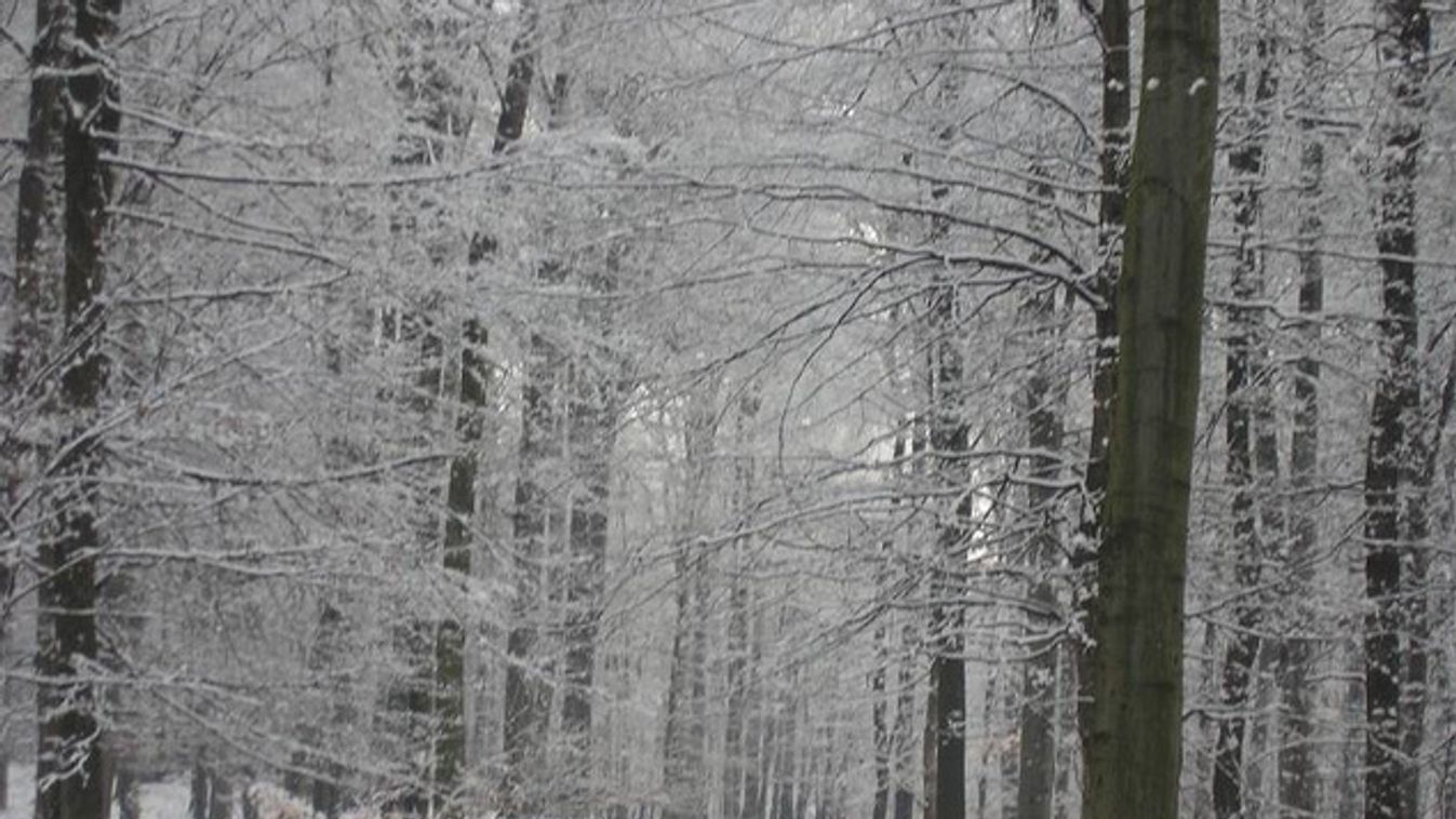 https://cdn.borsonline.hu/2016/12/lNrGQT2LYavAAG0r8EkwlZn3crHEwo8FpGK5kPG0G5g/fill/1347/758/no/1/aHR0cHM6Ly9jbXNjZG4uYXBwLmNvbnRlbnQucHJpdmF0ZS9jb250ZW50LzUzNTE0YTUxMDZhOTQwYmI5ZTEzOWE4YmZkNmM4ZTBj.jpg