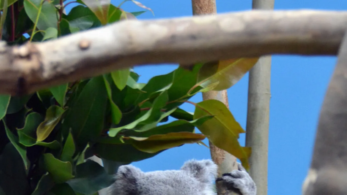 Elpusztult a budapesti állatkert egyik sztárja: Vobara, a koala