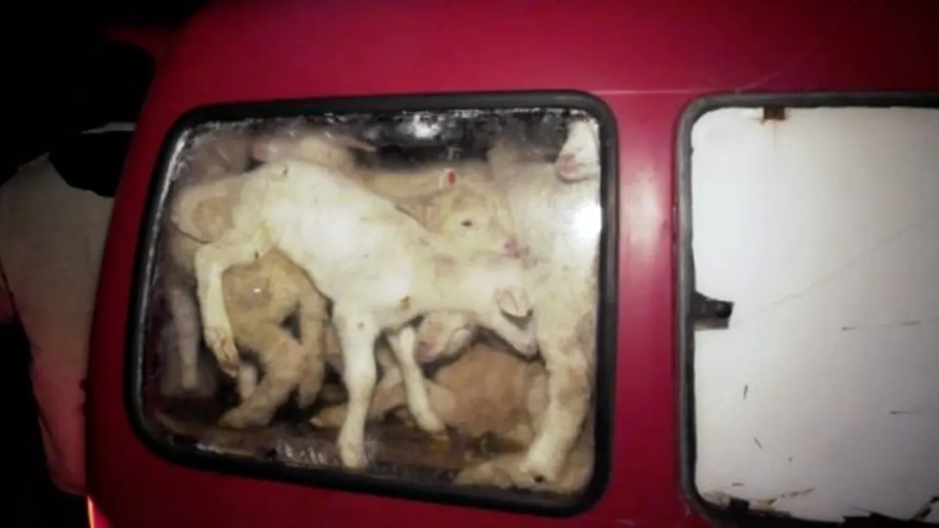 Horror: 72 élő bárányt gyömöszölt a kombiba