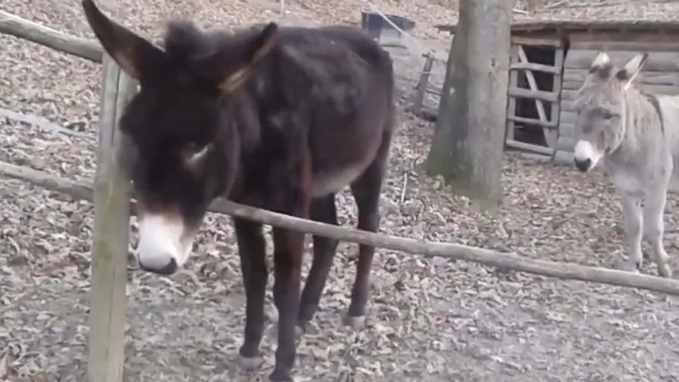 A nap hőse: a problémamegoldó szamár - videó