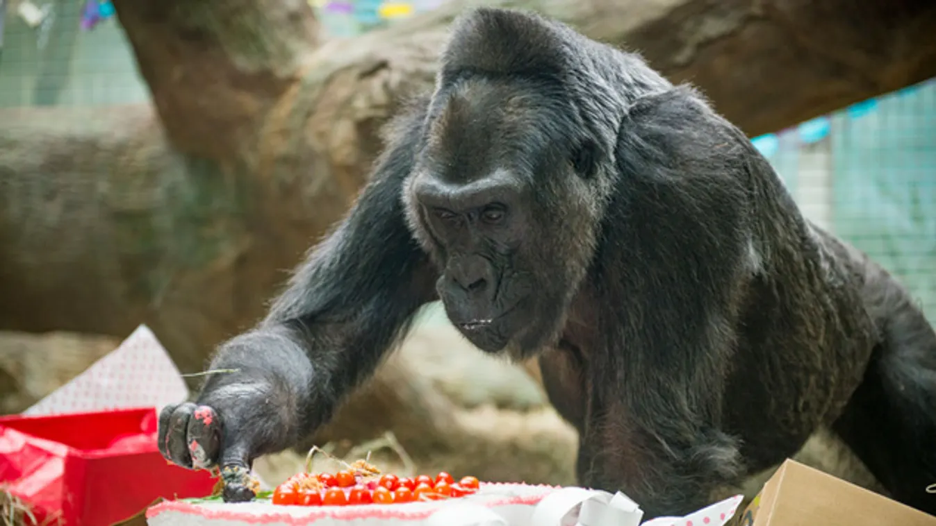 Elpusztult az állatkertben született első gorilla