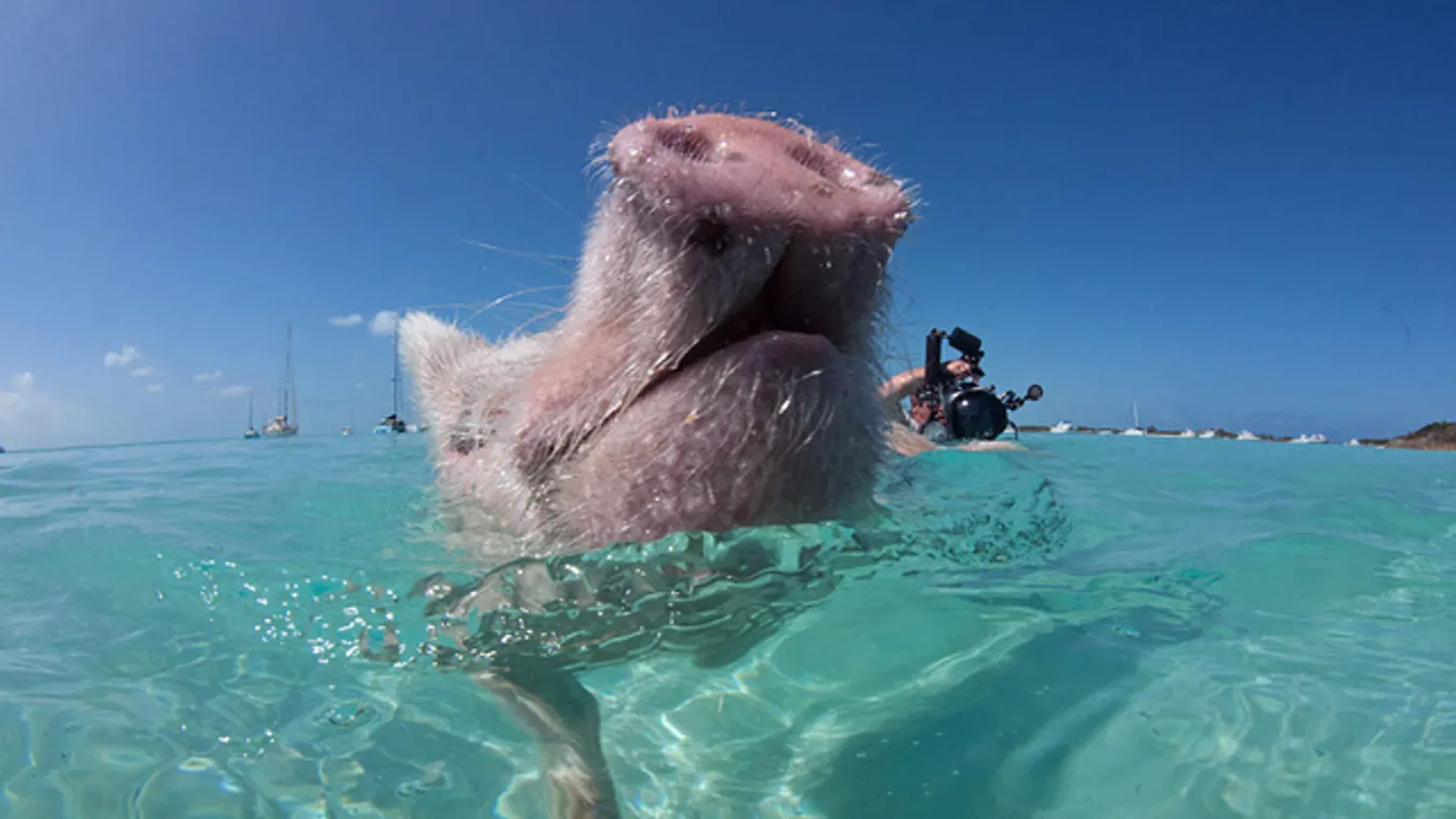 Féltucat elpusztult a Bahamák szupercuki úszó malacai közül
