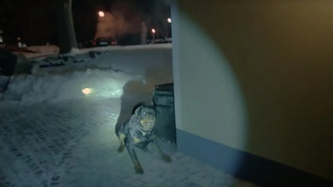 Idomított véreb támadt kollégánkra