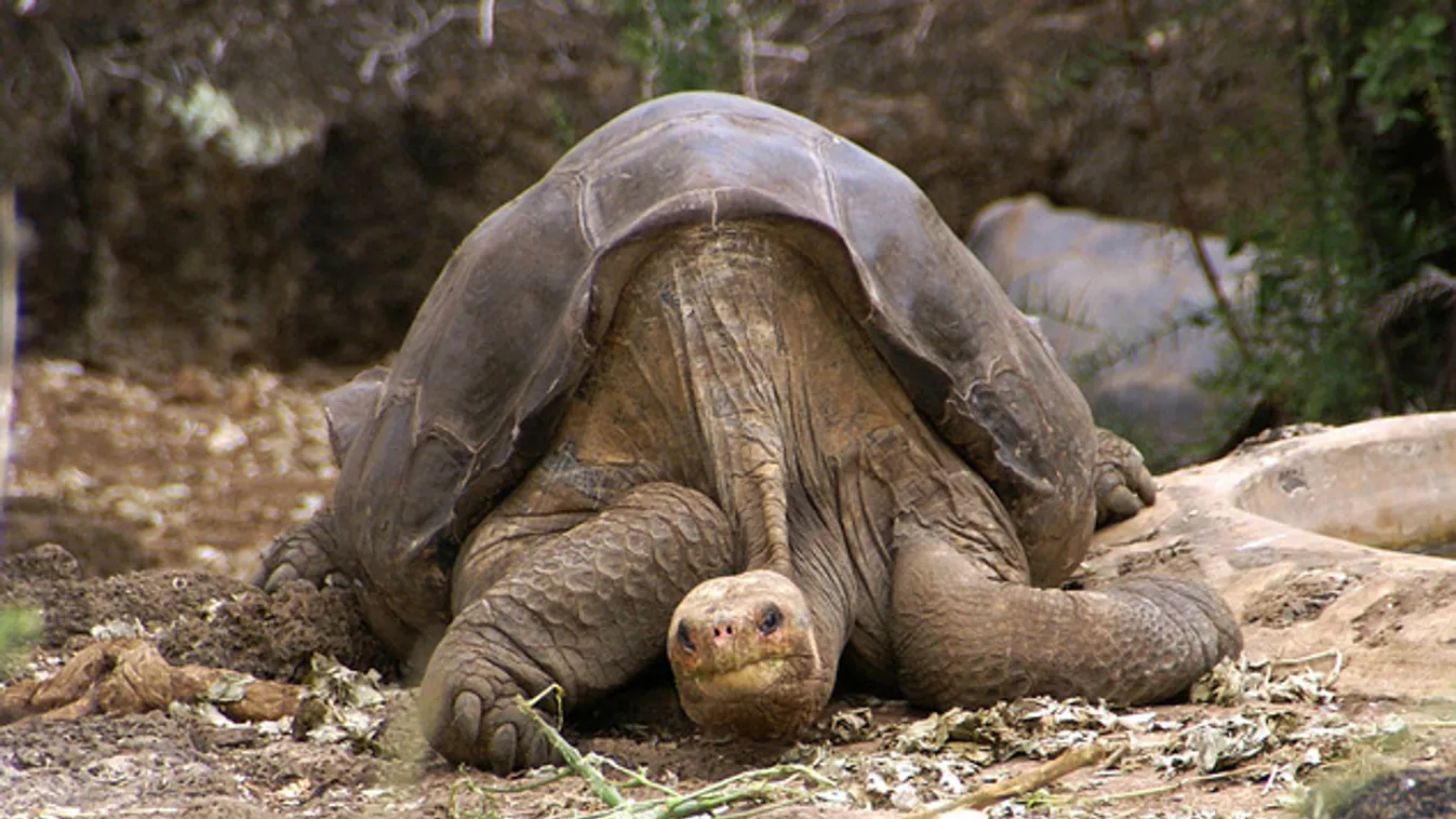 Hazatér a Galápagos-szigetekre Magányos George bebalzsamozott teste