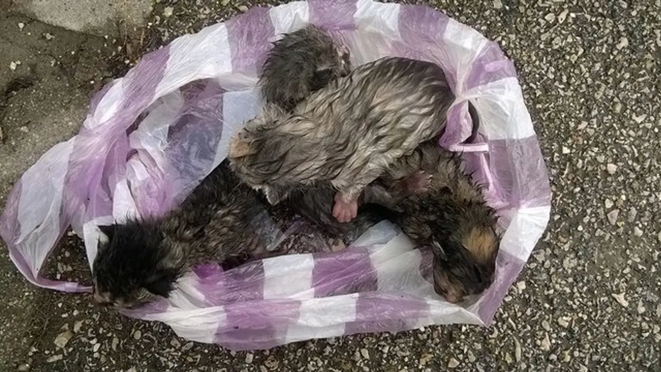 Vérlázító! Nejlonzacskóban várták a halált az újszülött cicák