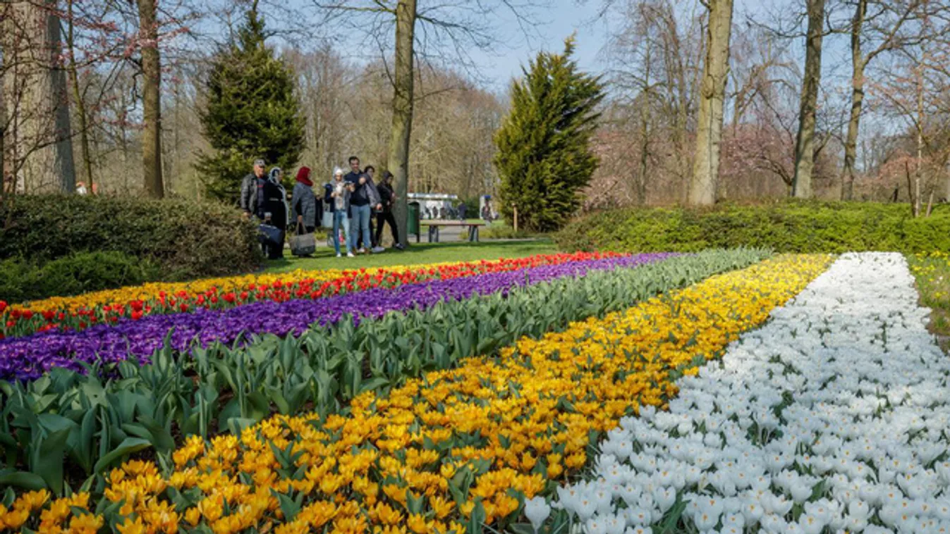 Megnyílt Hollandia tulipánoskertje