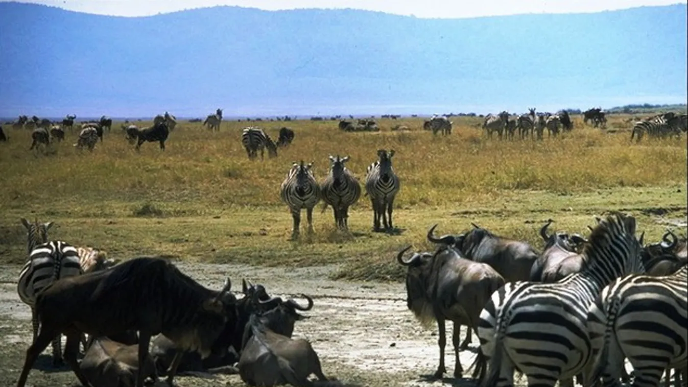 Híres régésztáborhelyet nyitnak meg a turisták előtt Tanzániában