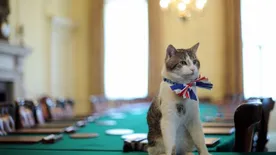 Ellustult Larry, a brit királyi főegerész&nbsp;