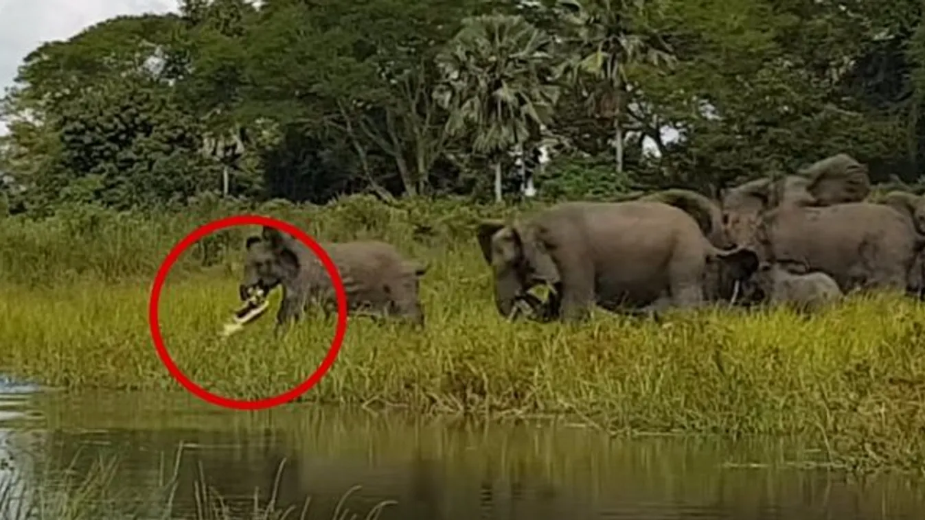 Ennek a krokodilnak bizony nagyobb volt a szeme, mint a szája - videó