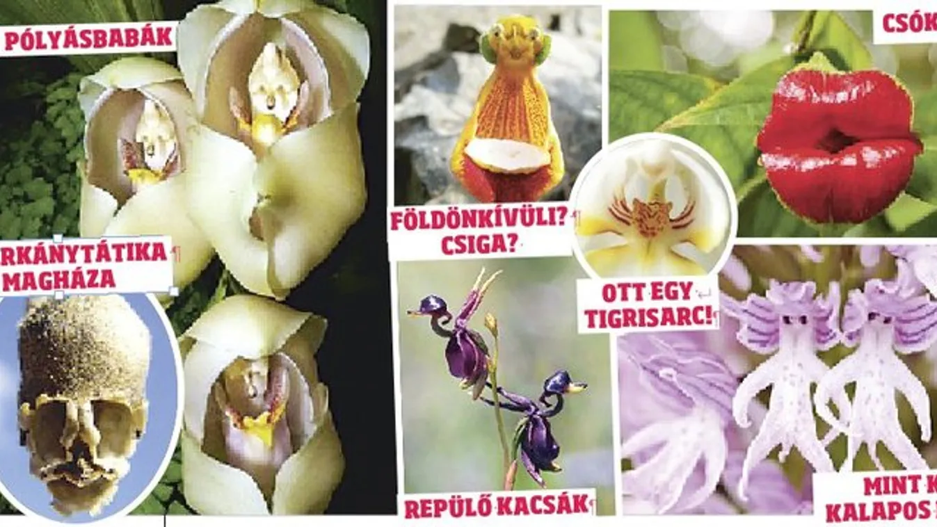 Virágokban az egész világ!