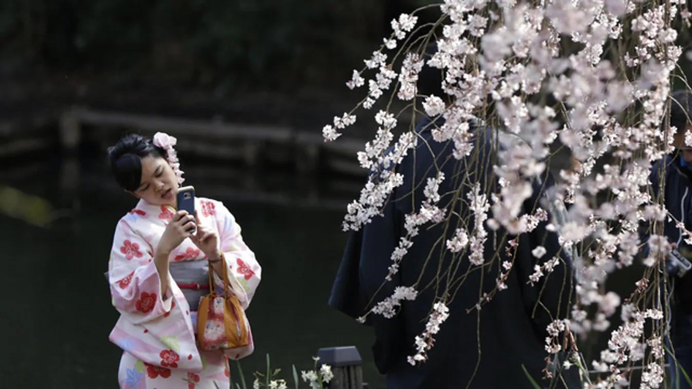 Íme a bizonyíték a japán cseresznyevirágzásra