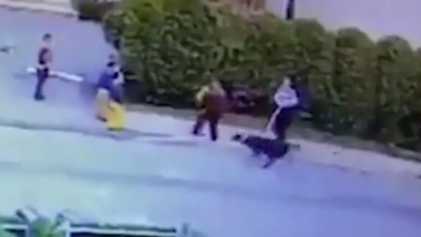 Brutális kutyatámadás: megtépte a hároméves arcát a pitbull - videó