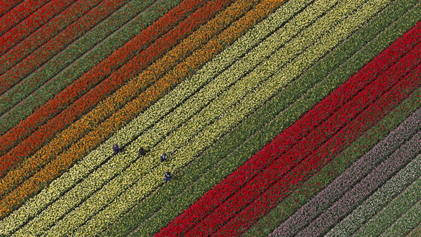 Ahol nem fedi hó a tulipánt: Hollandia madártávlatból