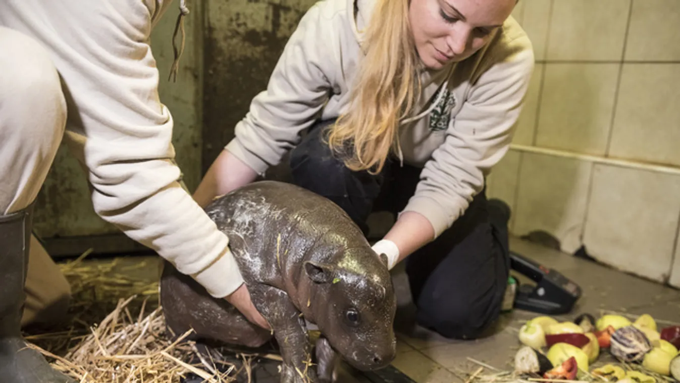 Képek Nyíregyháza törpevíziló bébijéről