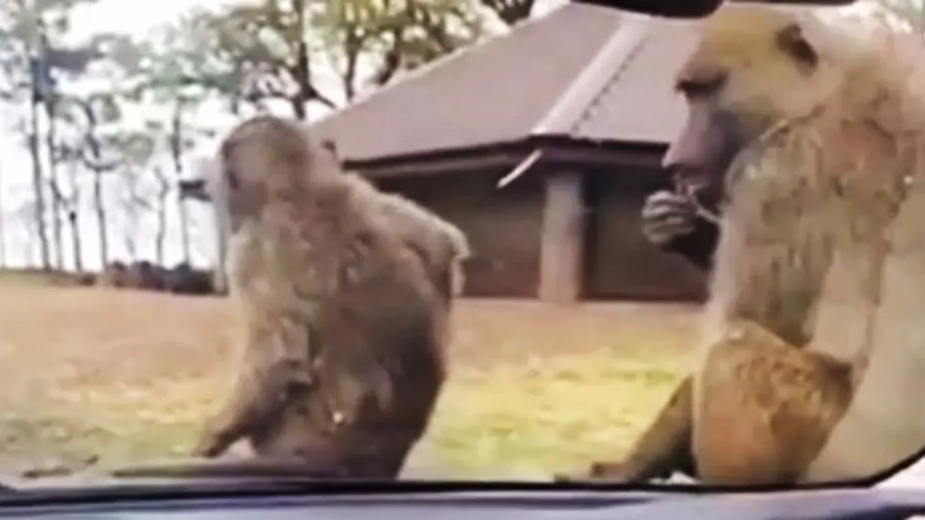 Ezért rossz ötlet vadiúj autóval szafariparkba menni - videó
