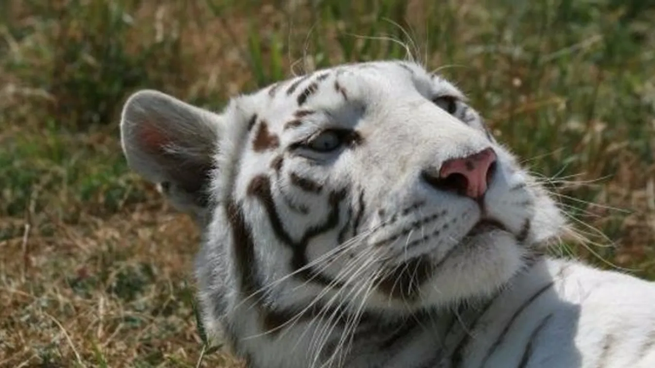 Megölte gondozóját egy állatkerti tigris Angliában