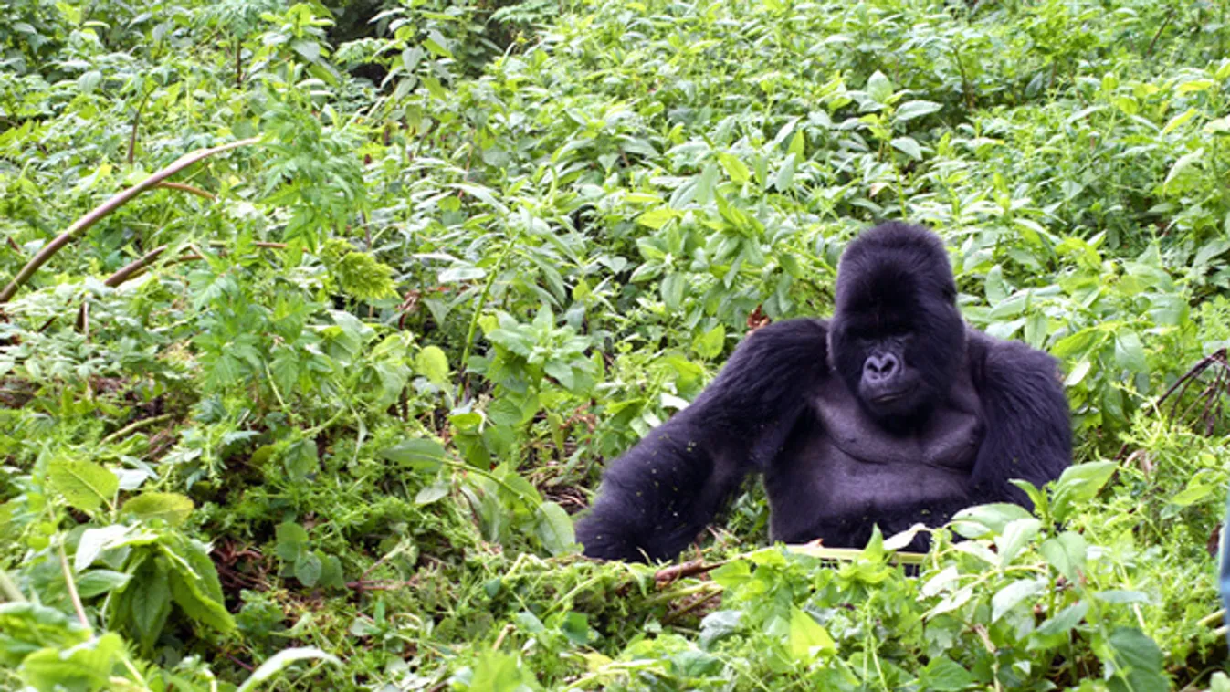 Ruanda megduplázta a gorillales árát