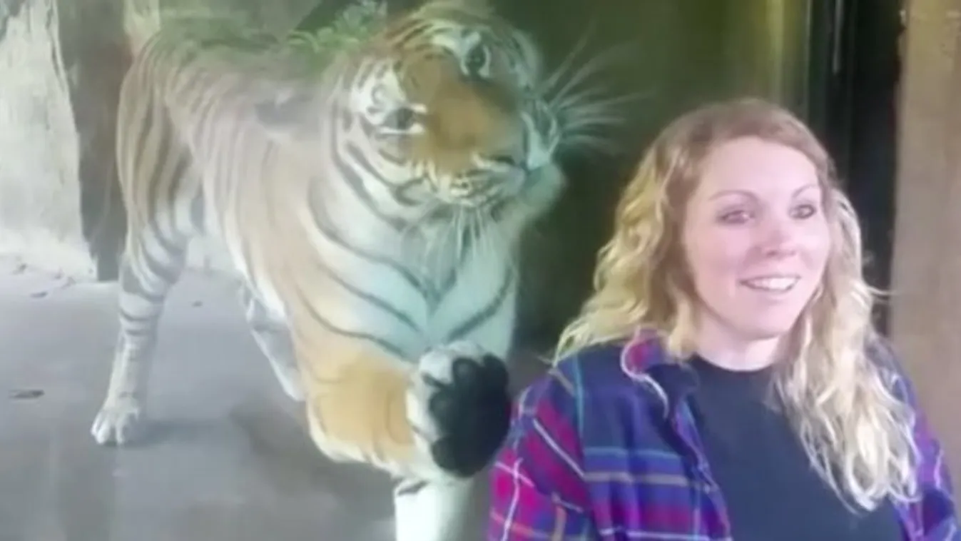 Irtó cuki, mennyire rákattant a tigris a terhes nőre - videó